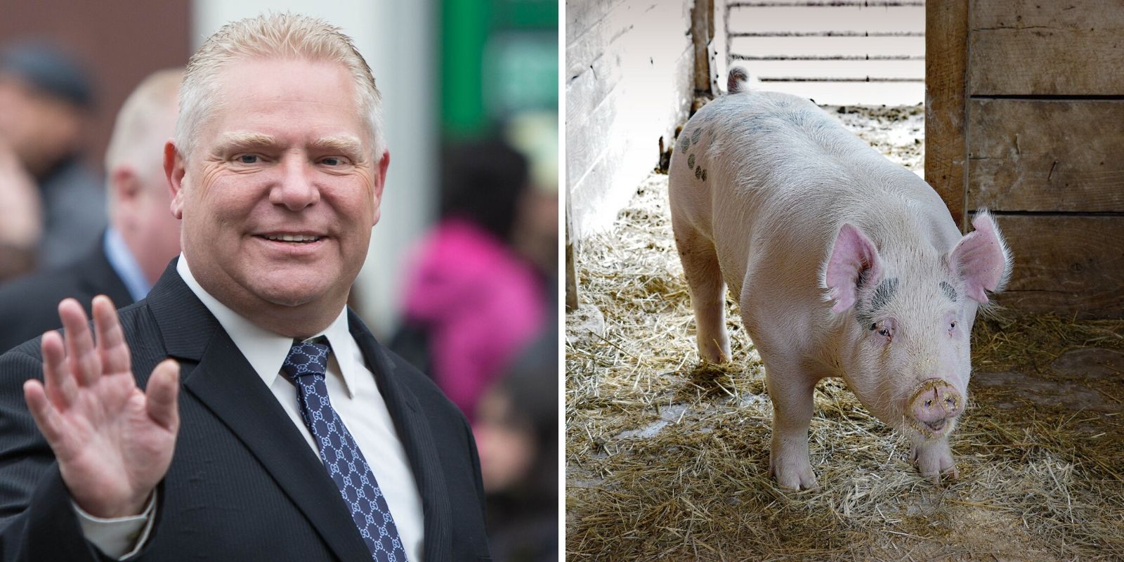 Ford government passes law to protect farmers from animal rights activists
