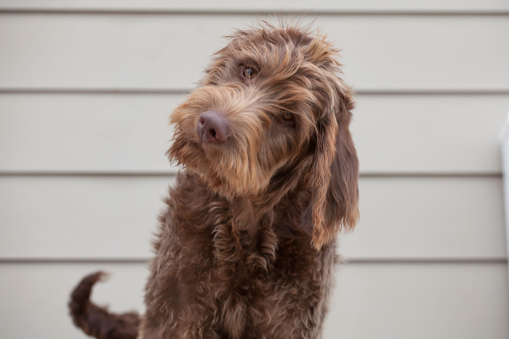 Labradoodle creator calls the breed his “Frankenstein’s monster”