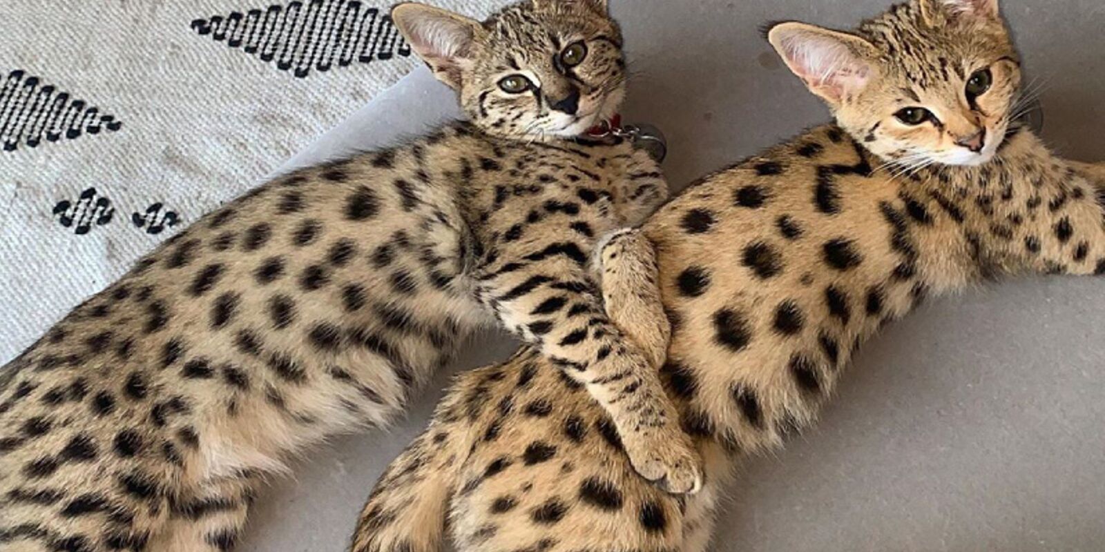 Justin Bieber fires back at PETA after condemnation of his exotic cats