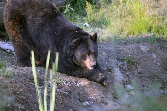 Young child hospitalized after allegedly being bitten by bear at Vancouver Zoo