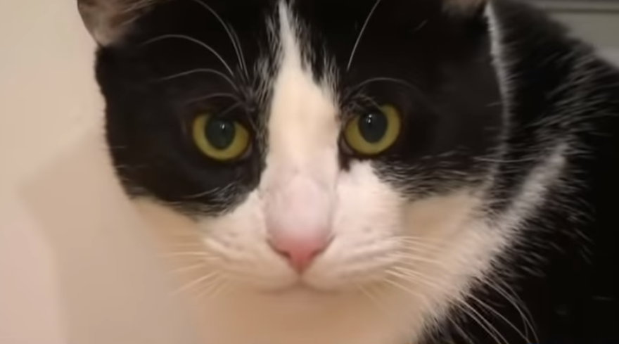 WATCH: Cat fights off three coyotes at once
