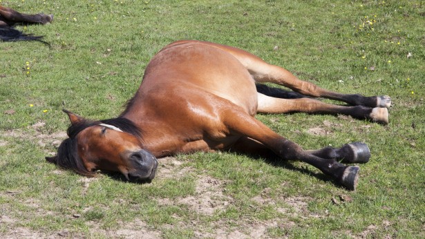 Someone in Kentucky shot 20 horses dead, murdering them in cold blood