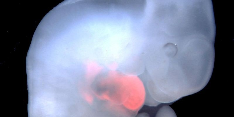 Japanese scientists to grow rat embryos spliced with 30 percent human DNA