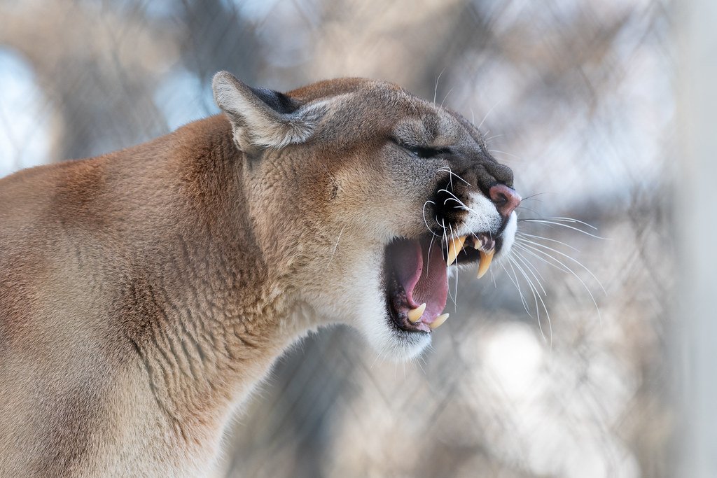 B.C. woman fends off deadly cougar by blasting “Don’t Tread on Me” by Metallica