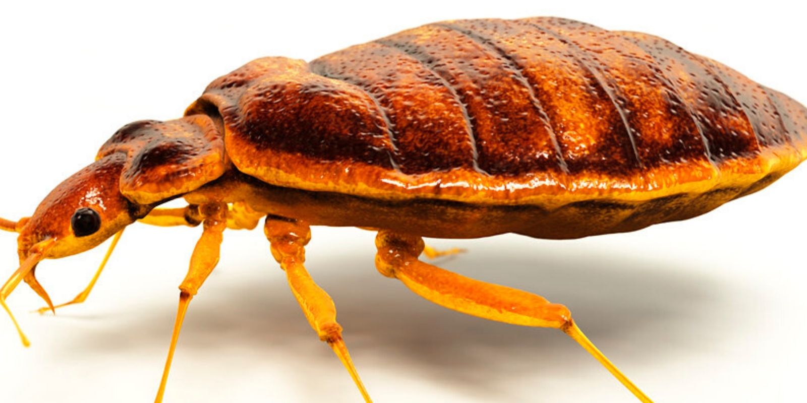 Two more bedbug outbreaks found in government buildings