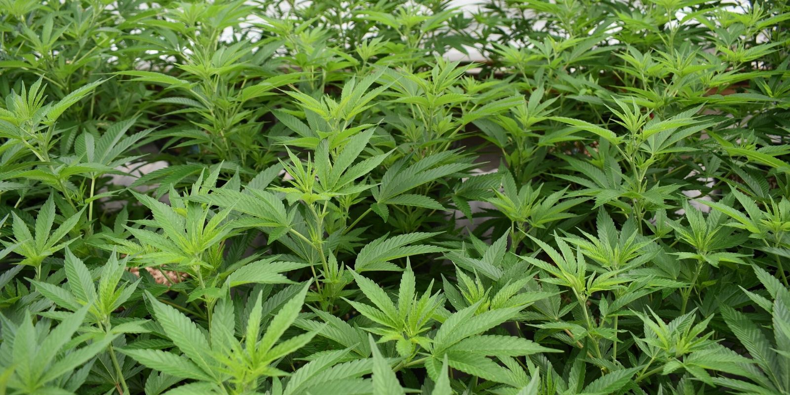 Canada’s legal market sells outdoor weed for 28 times cost of production