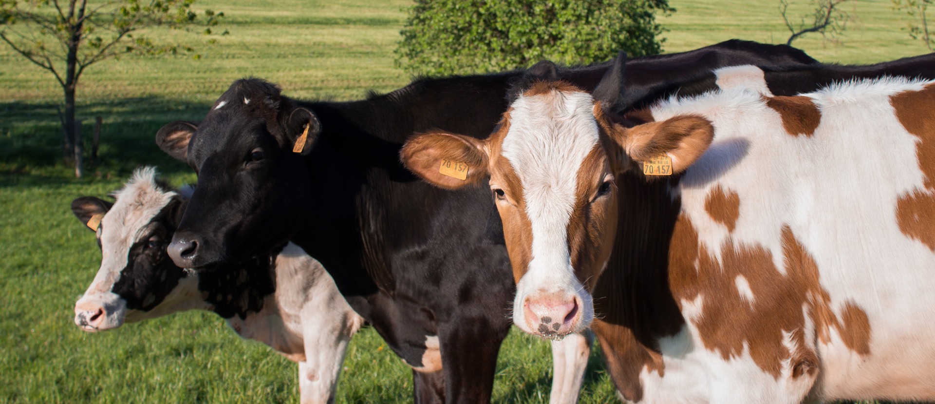 125 cows dead after Quebec barn fire