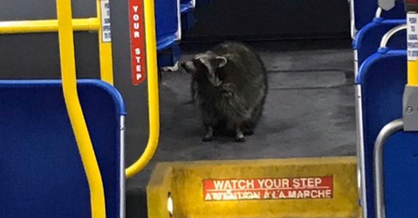 Raccoon takes bus in London, Ontario