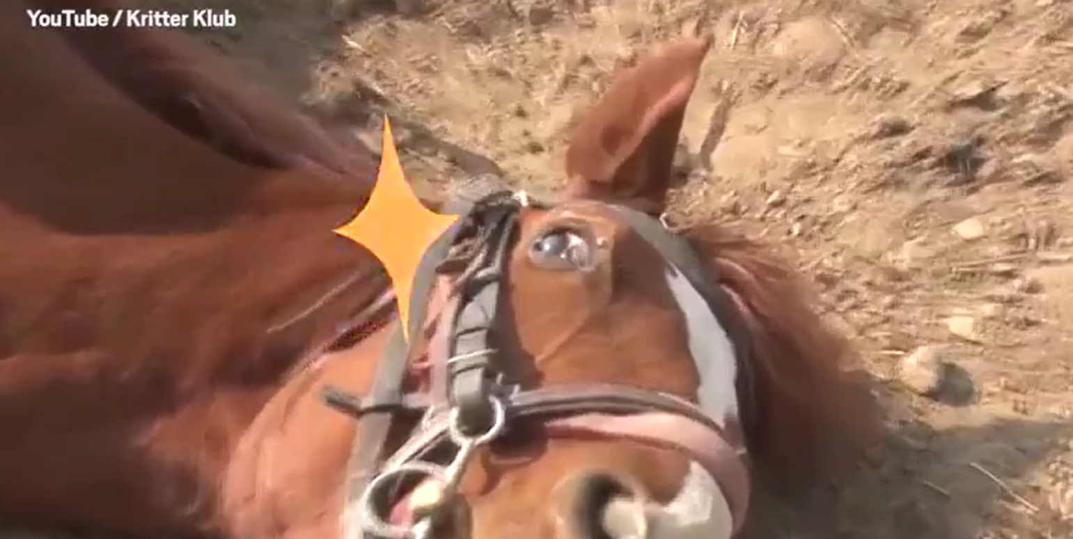 WATCH Horse plays dead whenever someone tries to go for a ride The