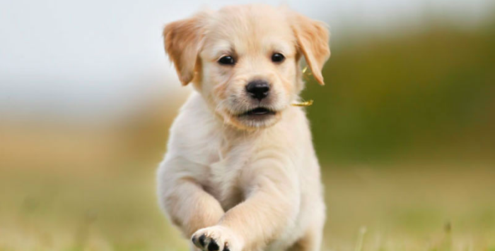 Animal rights activists say animals should be called ‘equals’ instead of ‘pets’