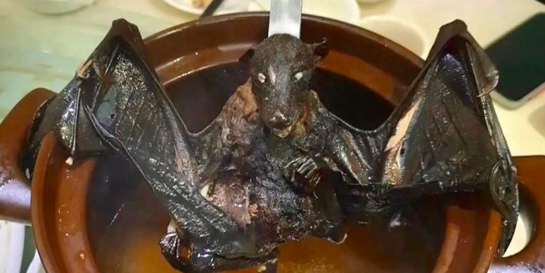 Coronavirus: Experts say studying bats could help predict danger spots