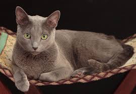 Man lobs cat at policeman, goes to jail