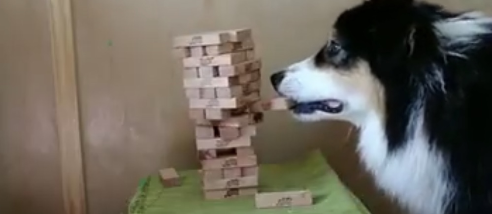 WATCH: Dog plays Jenga better than most people