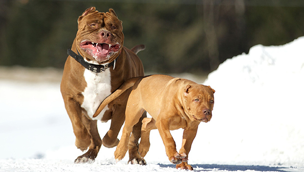 Man kills neighbour with crossbow while trying to save him from attacking pit bulls