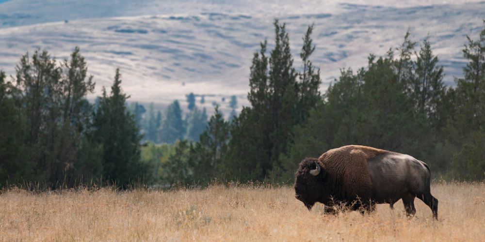 Billionaires buying farmland for conservation, not food production