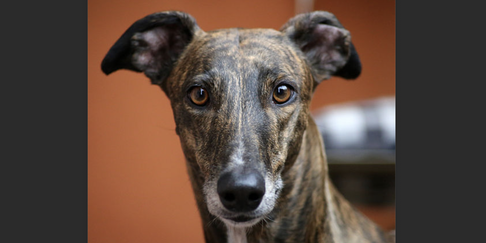 Dog catches monkey pox from French gay owners