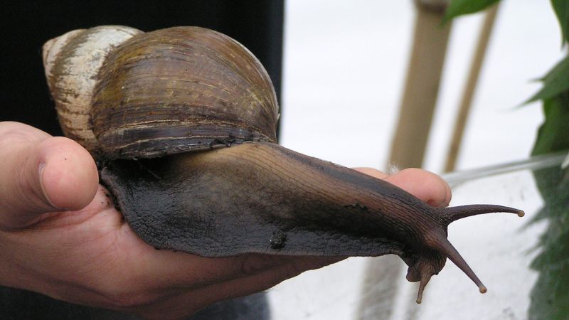 Six Giant African Snails seized from luggage at Detroit airport 