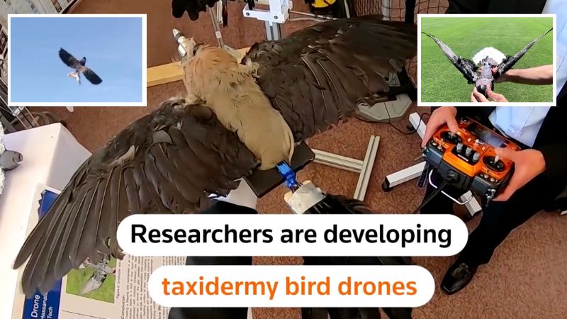 Scientists turn dead birds into drones, making 'Birds Aren't Real' conspiracy into reality 