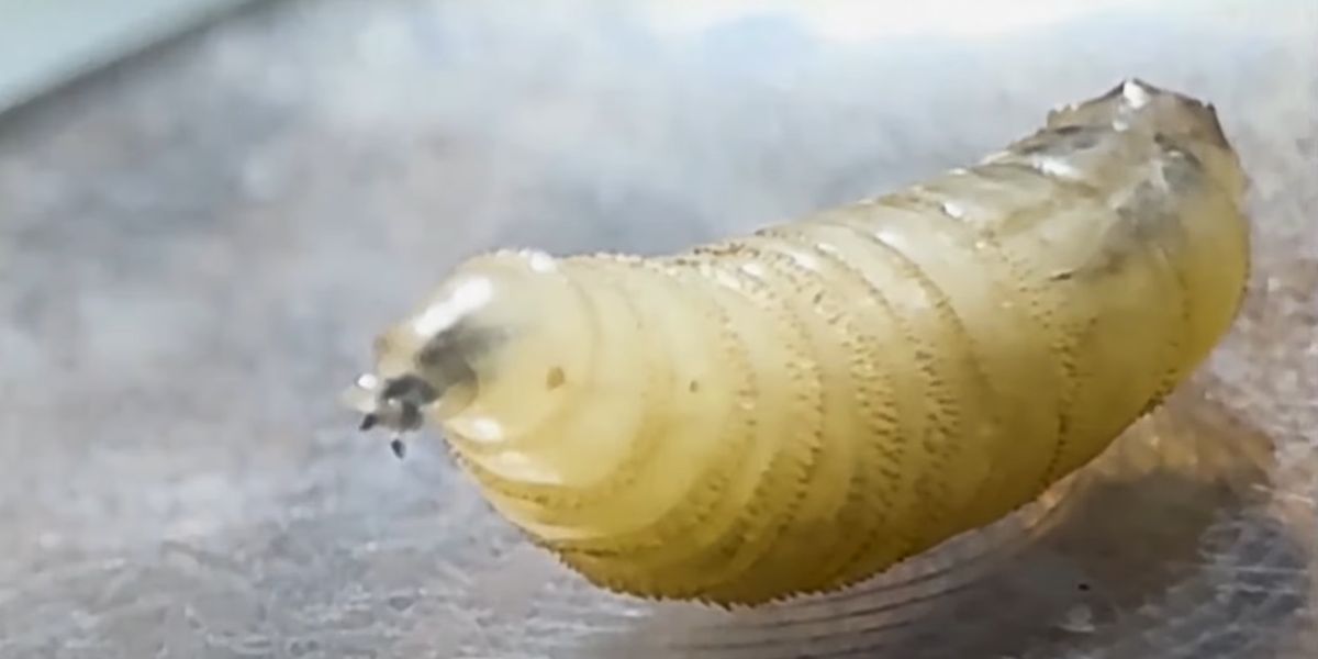 Case of human screwworm confirmed in Maryland after man returns from El Salvador