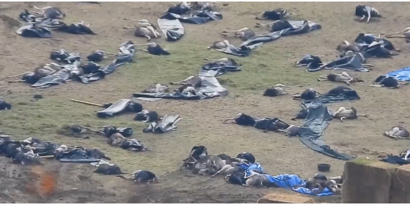 Ostrich farm devastated but defiant after Canadian government slaughtered 300 birds