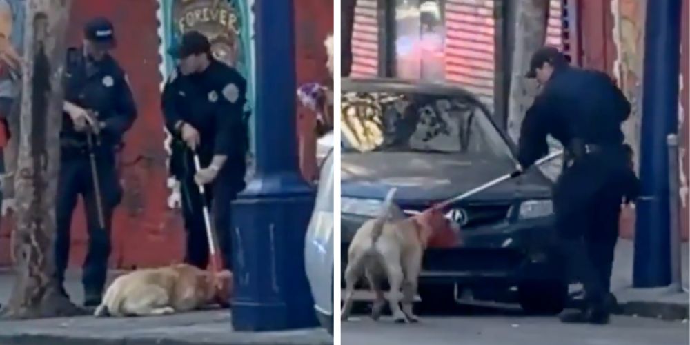 San Francisco woman MAULED, hospitalized by pit bull off its leash