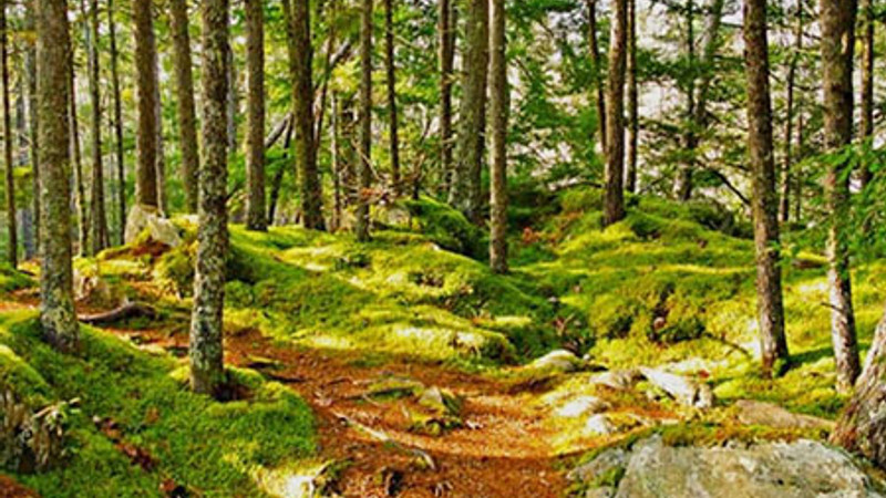 Canadians in Nova Scotia banned from hiking in the woods