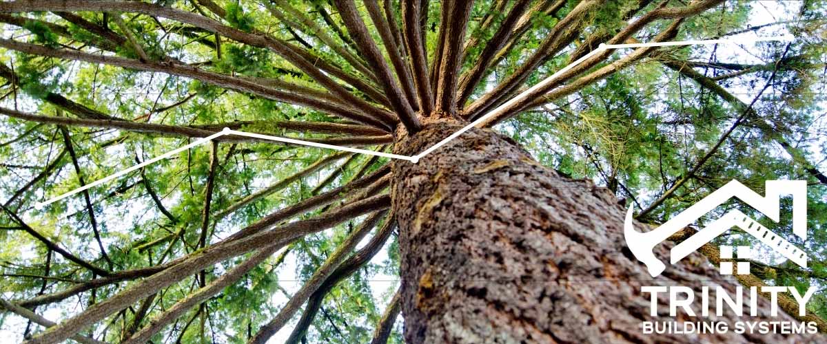 The Reality of Lumber Pricing in 2021