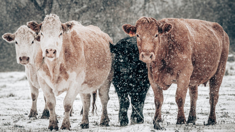 News from Around the Web for Feb 4, 2026