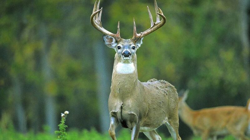 Veterans Deer Hunting - October 31st - November 1st, 2026