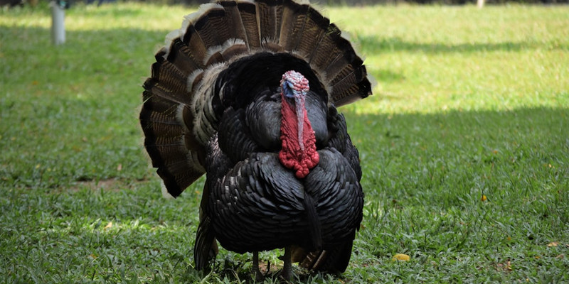 Trump jokes that Biden turkey pardon in 2024 'invalid' due to autopen