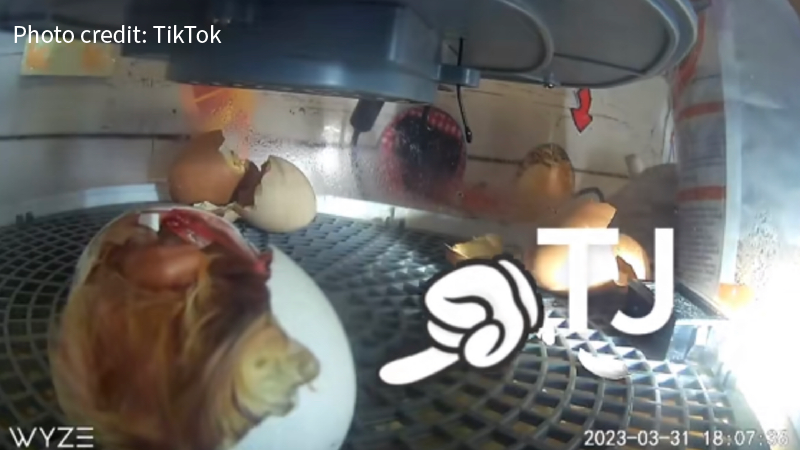 Watch Trader Joe's Eggs Hatch into Live Chickens in Viral Video