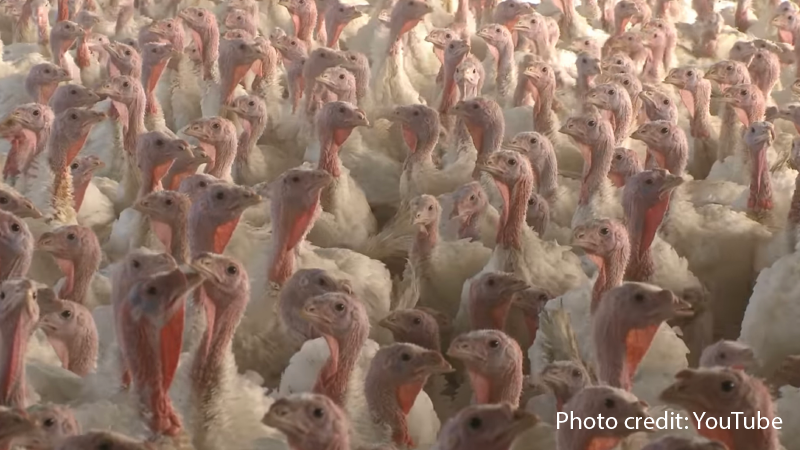 Undercover Audio at Tyson Chicken Farm Reveals a Big Lie From the Poultry Industry