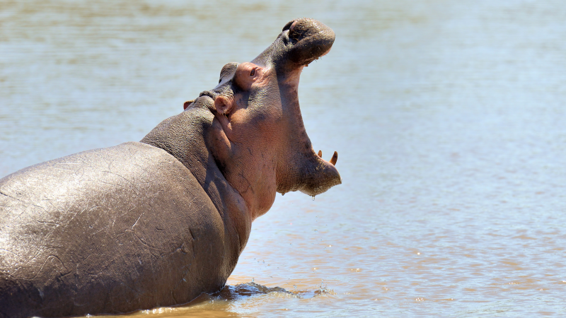 23 Missing After One Hippo Takes Down An Entire Boat Full of People