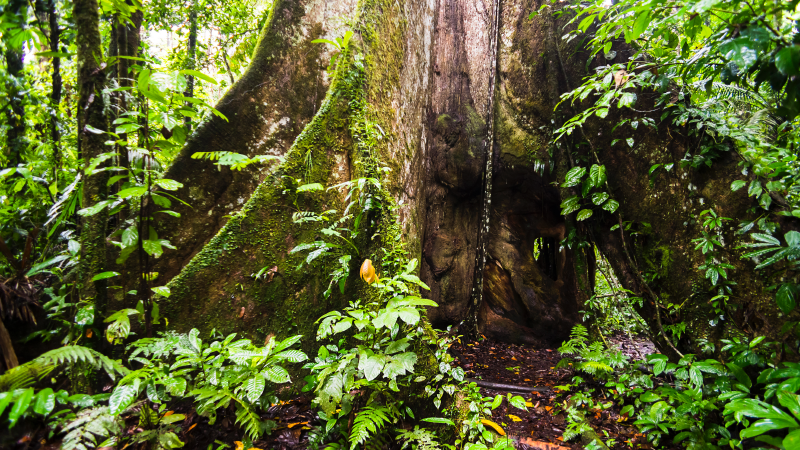 4 Children Involved in Plane Crash Found Alive 16 Days Later In Amazon Rain Forrest