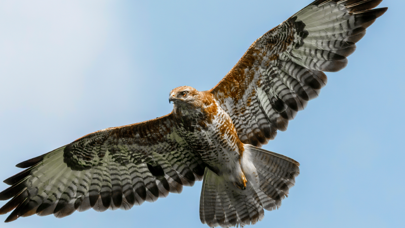 Crazed Buzzard Attacks Jogger, Leaving 6 HOLES In His Head