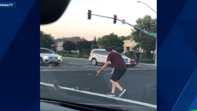 Kids Watch as Their Father is Mowed Down and Killed While Trying to Help a Family of Ducks Cross the Road
