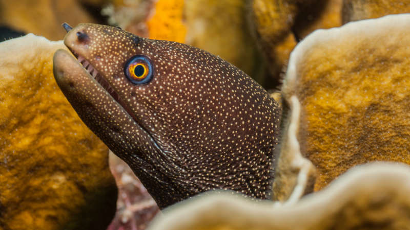 Man Nearly Dies Trying to Cure His Constipation With An Eel