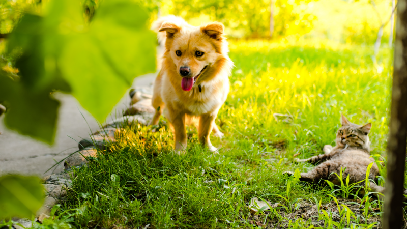 Urgent Vet Warning on Popular Garden and Park Flower That Can Tear Your Dogs Stomach Apart