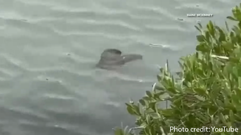 Wild Life Experts Can’t Figure Out What This “Mystery Creature” Is