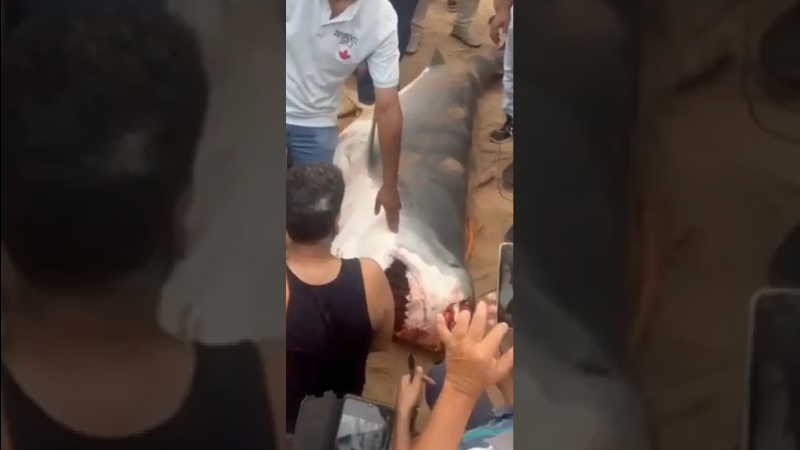 Shark Eats 23-Year-Old Man In Front of Horrified Tourists