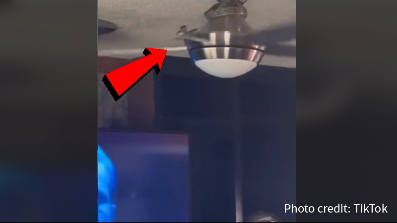 [VIDEO] Ceiling Fan Launches a Snake Right Into The Person Filming It