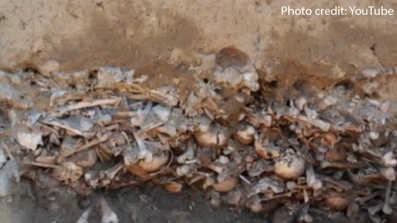 450 Headless ‘Vampire’ Skeletons Unearthed in Mass Grave in Poland