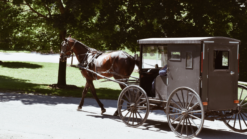 Amish Woman and Her Horse Dead  After Semi Tuck Rear-Ended Her Buggy