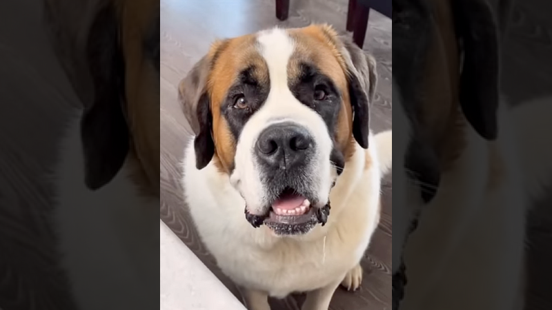 Billionaire offers $127K Per Year Salary to Be His Dog’s Nanny