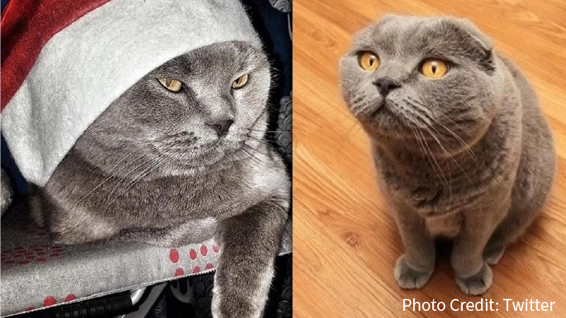 Woman Selling Her Cat For 127K Because She Claims It Possesses ‘Magical Powers’