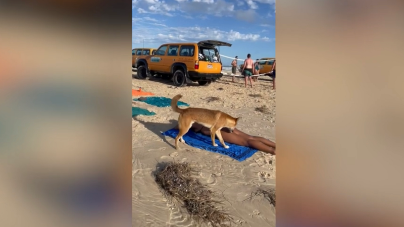 Watch: Wild Dingo Bites Sunbathing Woman On Aussie Beach