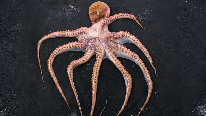 Doctors Find Entire Octopus Lodged in Man’s Esophagus