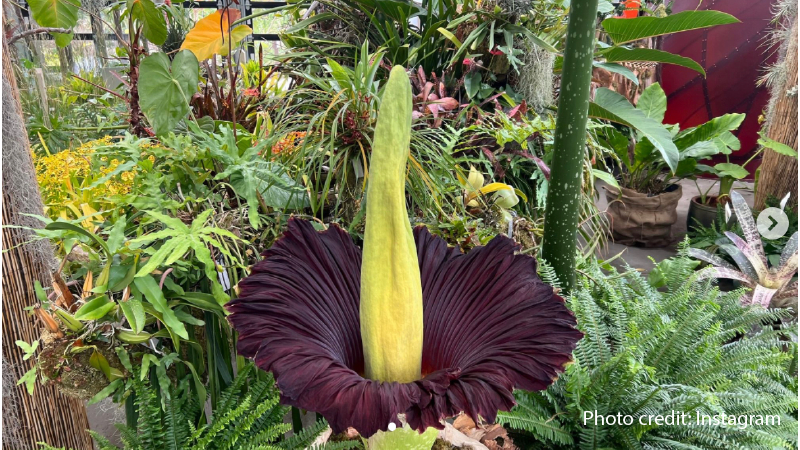 Unspeakably Smelly: Two GIANT “Corpse Flowers” Spotted in US