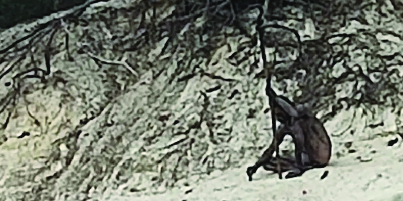 Hikers Photograph Naked “Hairy Man” Who’s Been Living in The Wild for Years