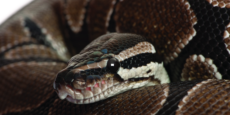 Man Wakes Up to Python Squeezing Him to Death, Breaks Free By Biting it Off